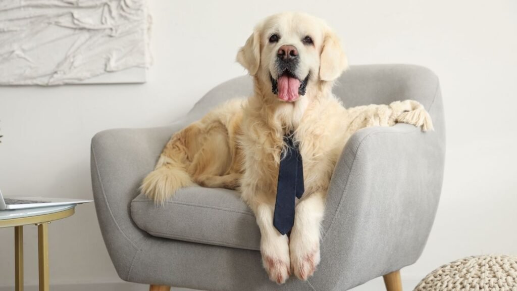 Pet Insurance Dog Insurance