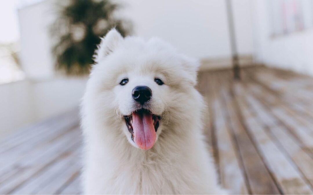 Best Pet Insurance Policies 2024: Top 5 Providers