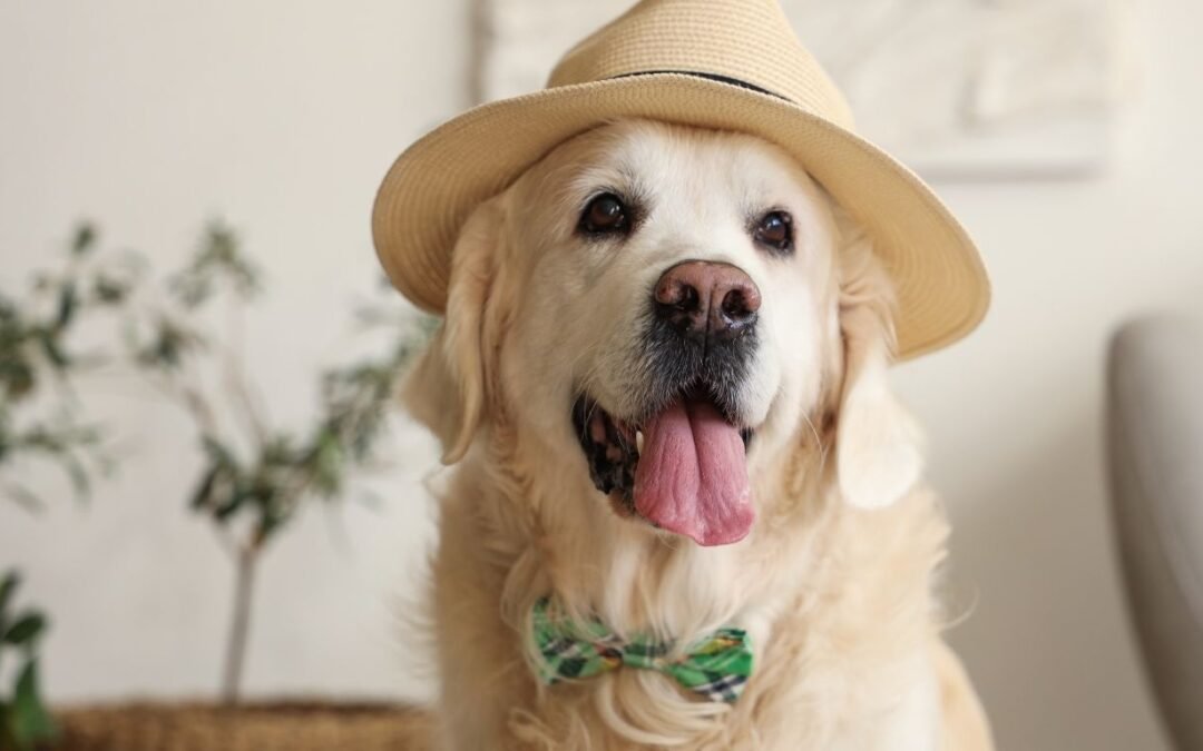 2025 Best 5 Pet Insurance Companies for Dogs