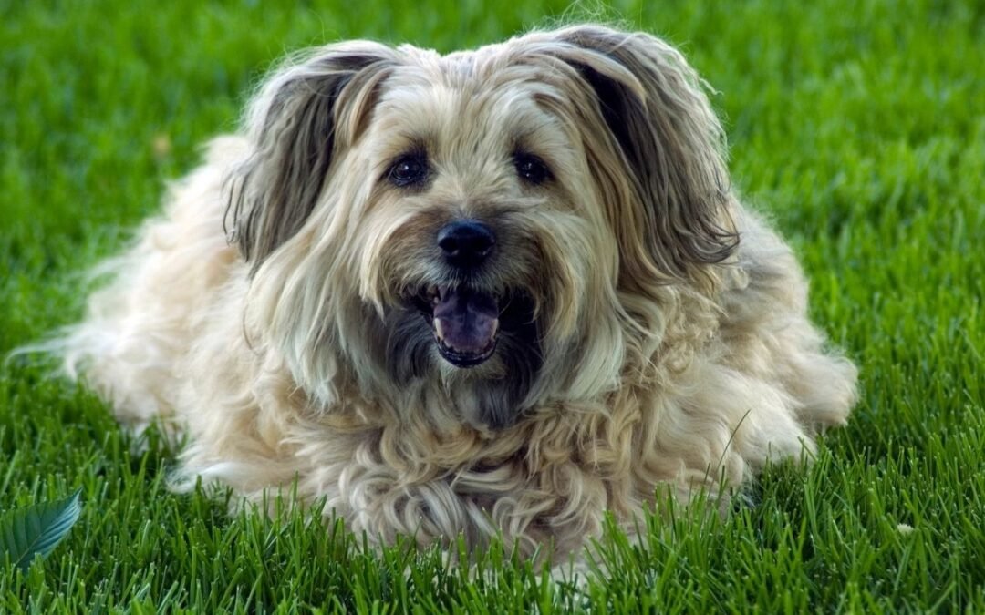 Trupanion Pet Insurance Review: Best for Direct Vet Payments and Comprehensive Coverage