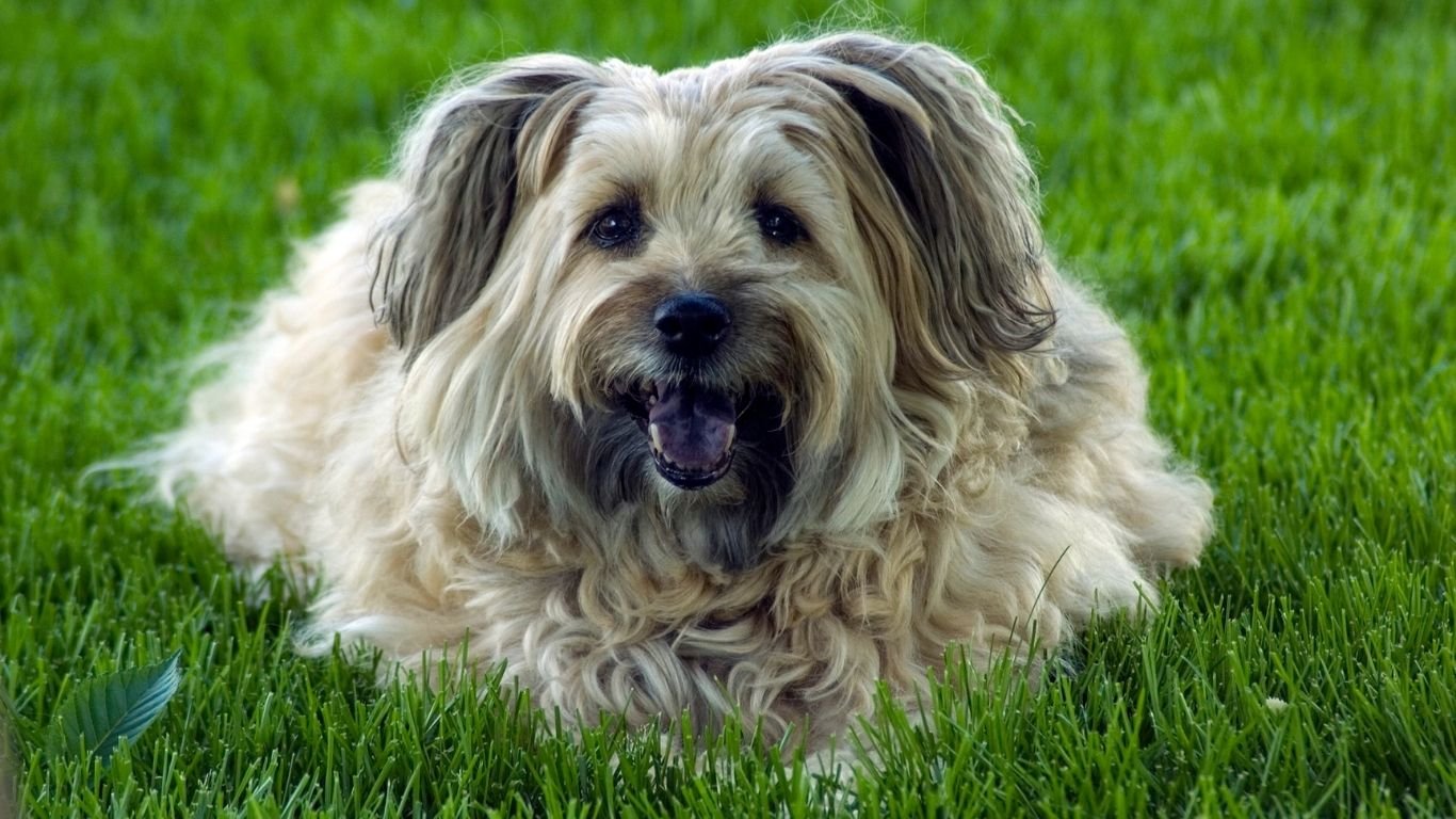 Trupanion Pet Insurance