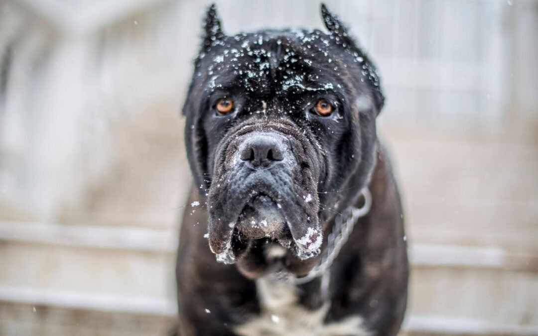 Embrace Pet Insurance