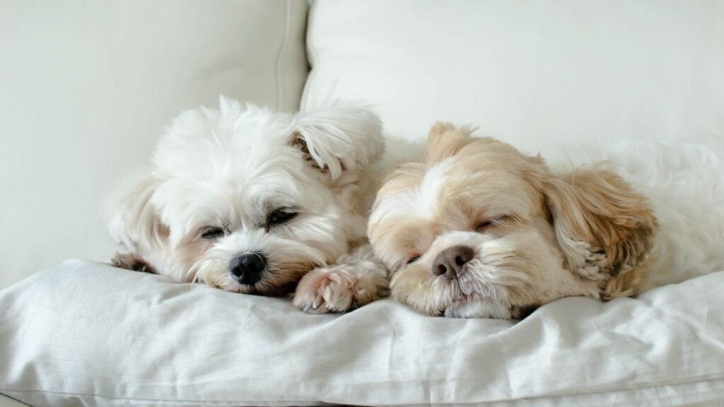 Healthy Paws Pet Insurance Review