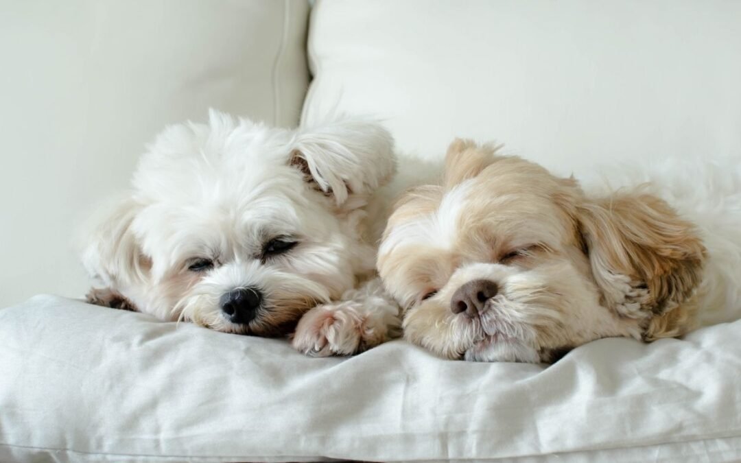 Healthy Paws Pet Insurance