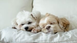 Healthy Paws Pet Insurance Review