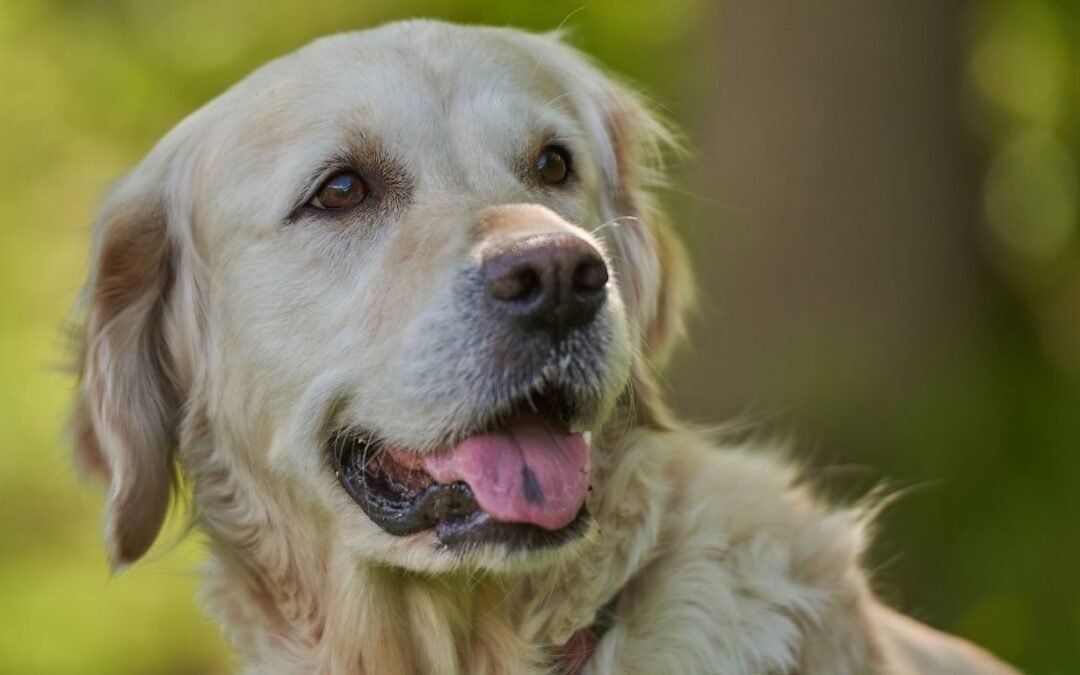 Lemonade Pet Insurance