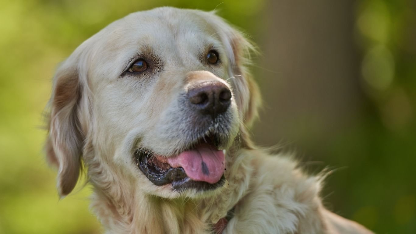 Lemonade Pet Insurance