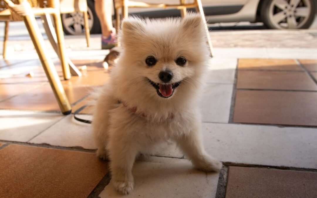 Pumpkin Pet Insurance